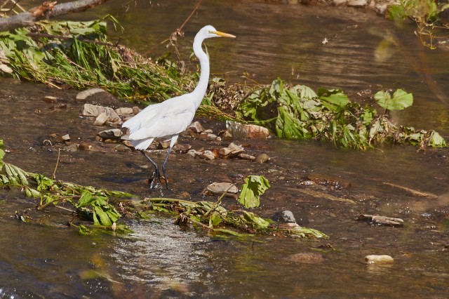 Great White Egret
Фотограф: VictorV
Большая белая цапля
Просмотров: 607
Комментариев: 1