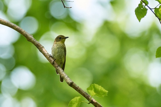 Японская мухоловка, самка
Фотограф: VictorV
Narcissus Flycatcher, female
Просмотров: 409
Комментариев: 0