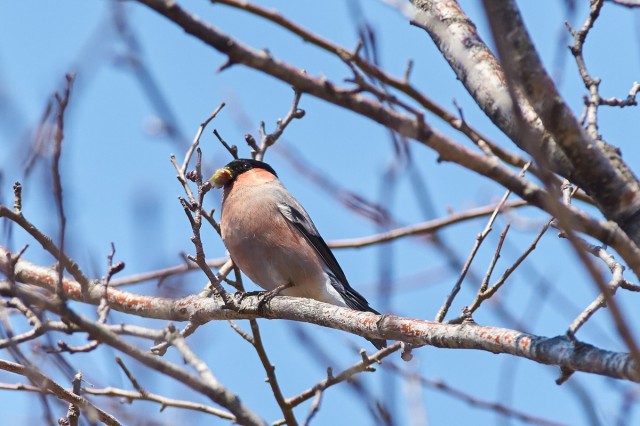 Eurasian Bullfinch
Фотограф: VictorV
Уссурийский снегирь
Просмотров: 456
Комментариев: 0