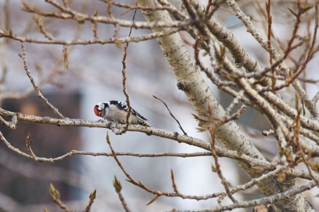 Lesser Spotted Woodpecker
Малый пёстрый дятел
Просмотров: 491
Комментариев: 0