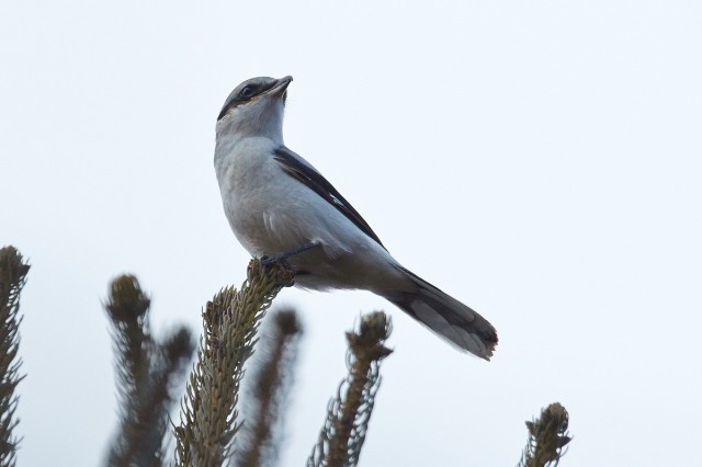 Great Grey Shrike
Фотограф: VictorV
Серый сорокопут
Просмотров: 362
Комментариев: 0