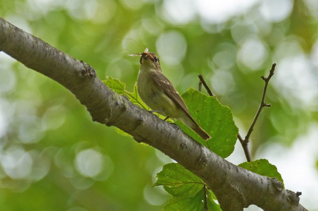 Narcissus Flycatcher, female
Фотограф: VictorV
Японская мухоловка, самка
Просмотров: 349
Комментариев: 0