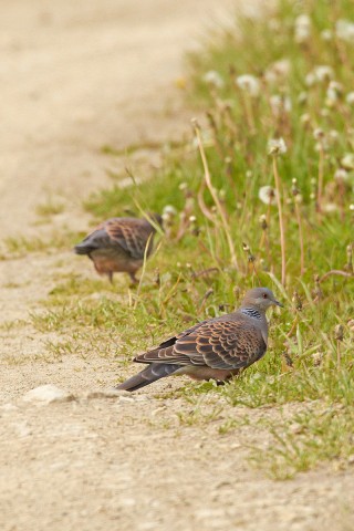 Большая горлица
Фотограф: VictorV
Oriental Turtle Dove
Просмотров: 1005
Комментариев: 0