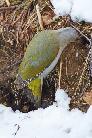 Дятел - землекоп ))
Фотограф: VictorV
Grey-headed Woodpecker
Просмотров: 500
Комментариев: 0