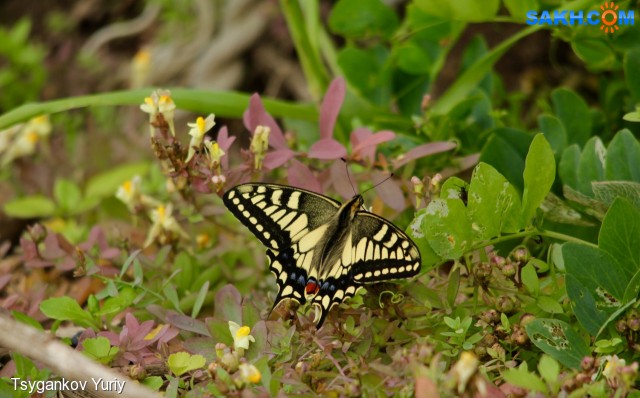 Papilio machaon Linnaeus
Фотограф: Tsygankov Yuriy
Махаон
Просмотров: 189
Комментариев: 0