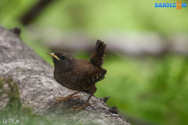 Крапивник, слеточек.
Troglodytidae
Просмотров: 671
Комментариев: 2