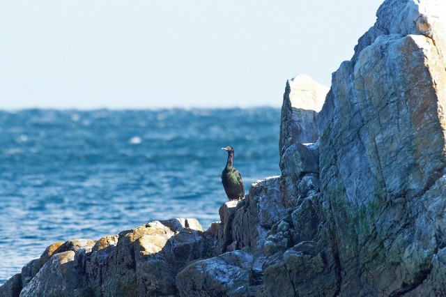 Pelagic Cormorant
Фотограф: VictorV
Берингов баклан
Просмотров: 779
Комментариев: 2