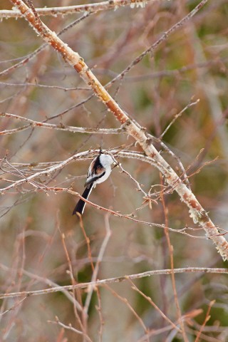 Long-tailed Tit
Фотограф: VictorV
Ополовник
Просмотров: 634
Комментариев: 0