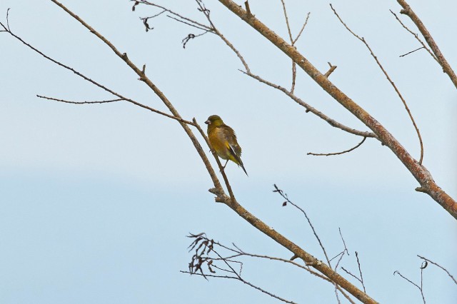 Китайская зеленушка
Фотограф: VictorV
Grey-capped Greenfinch
Просмотров: 391
Комментариев: 0