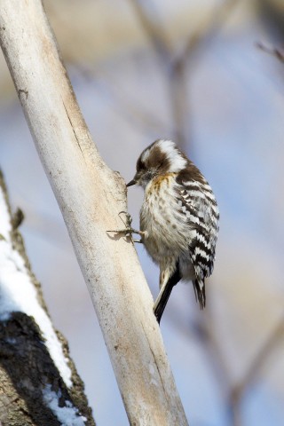 Хоть и маленький, но дятел ))
Фотограф: VictorV
Japanese Pigmy Woodpecker
Просмотров: 886
Комментариев: 0