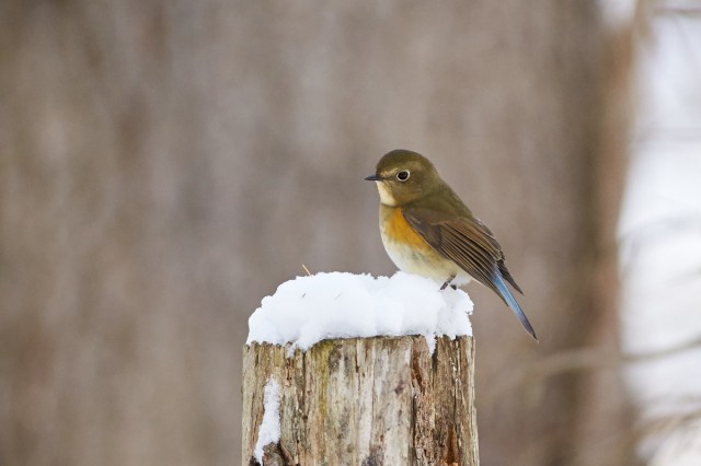 Синехвостка
Фотограф: VictorV
Orange-flanked Bush-robin
Просмотров: 503
Комментариев: 1