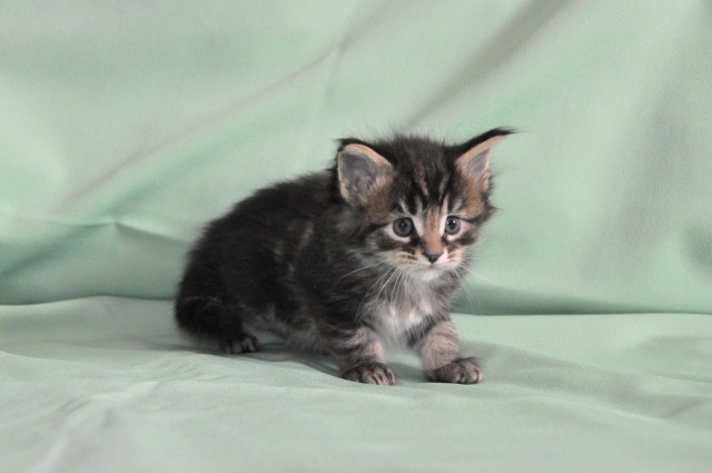 Котики 1 месяц. Котенок 1 месяц. Котята 1 месяча. Обычные котята 1 месяц. Как выглядят котята.