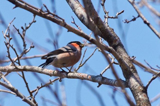 Eurasian Bullfinch
Фотограф: VictorV
Уссурийский снегирь
Просмотров: 435
Комментариев: 1