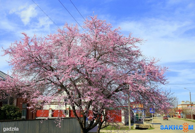 Весна Кубани
Фотограф: gadzila

Просмотров: 1533
Комментариев: 0