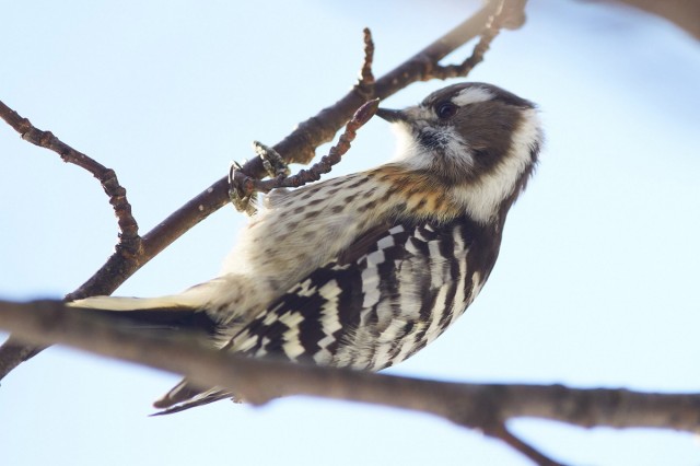 _DSC5927
Фотограф: VictorV
Japanese Pygmy Woodpecker
Просмотров: 412
Комментариев: 2