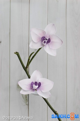резинки орхидея