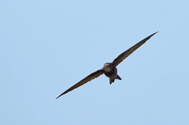 Белопоясный стриж
Фотограф: VictorV
Fork-tailed Swift
Просмотров: 560
Комментариев: 1