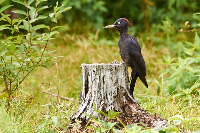 Black Woodpecker 
Фотограф: VictorV
Желна

Просмотров: 674
Комментариев: 8
