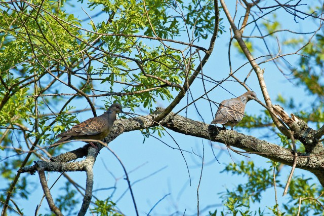 Большие горлицы, пара
Фотограф: VictorV
Oriental Turtle-dove
Просмотров: 833
Комментариев: 0