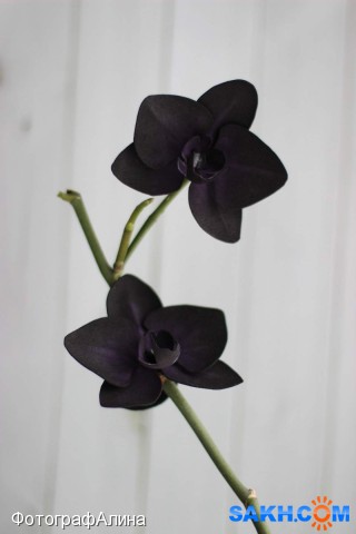 резинки орхидея
сделано из фоамирана

Просмотров: 2059
Комментариев: 0
