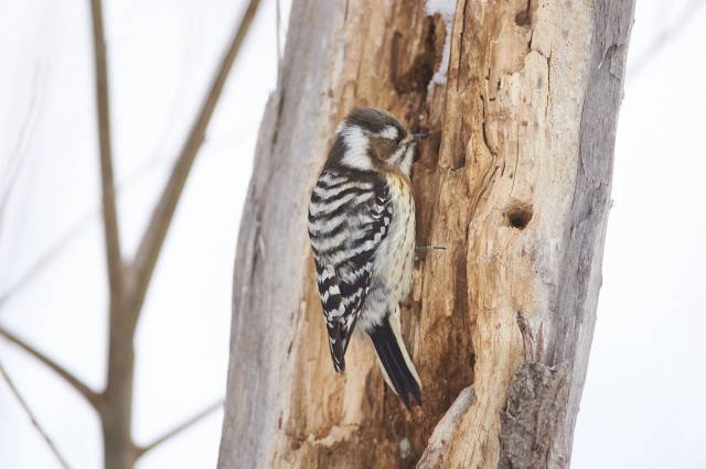 За работой )
Фотограф: VictorV
Japanese Pygmy Woodpecker
Просмотров: 463
Комментариев: 0