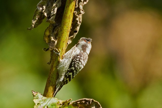 Japanese Pygmy Woodpecker
Фотограф: VictorV
Малый острокрылый дятел, самец
Просмотров: 559
Комментариев: 3