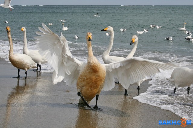 дикие гуси. лебедь шипун питание. лебеди (птицы). красивые лебеди. дикие лебеди.