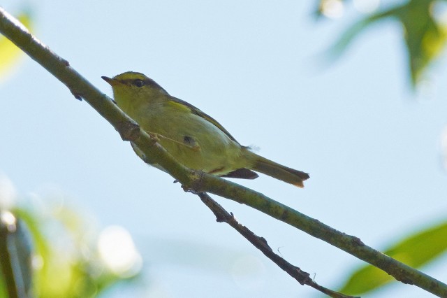 Корольковая пеночка
Фотограф: VictorV
Pallas's Leaf Warbler
Просмотров: 656
Комментариев: 0