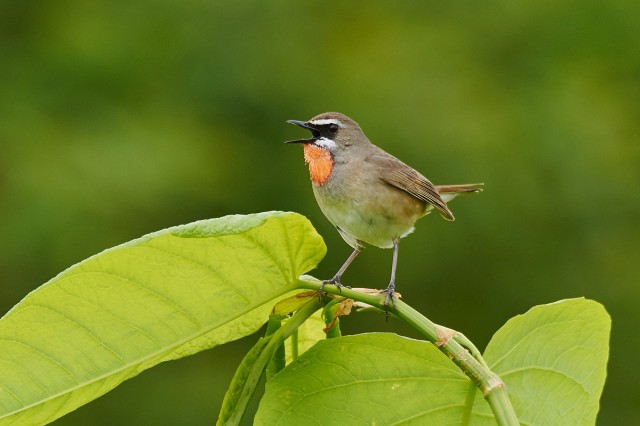 Соловей-красношейка, самец
Фотограф: VictorV
Siberian Rubythroat, male
Просмотров: 549
Комментариев: 3