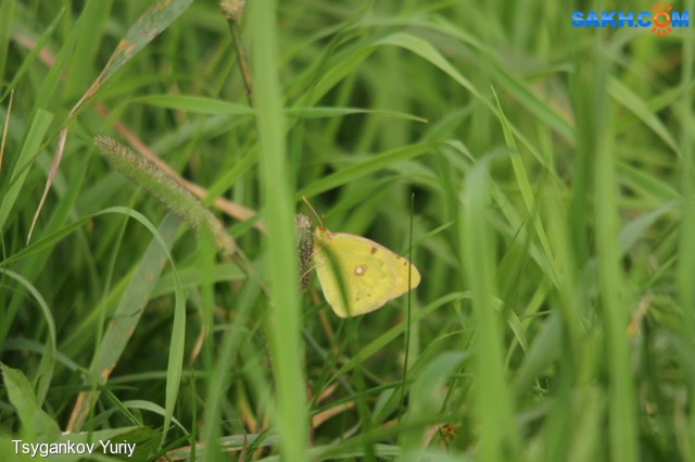 Colias erate
Фотограф: Tsygankov Yuriy
Желтушка степная
Просмотров: 165
Комментариев: 0