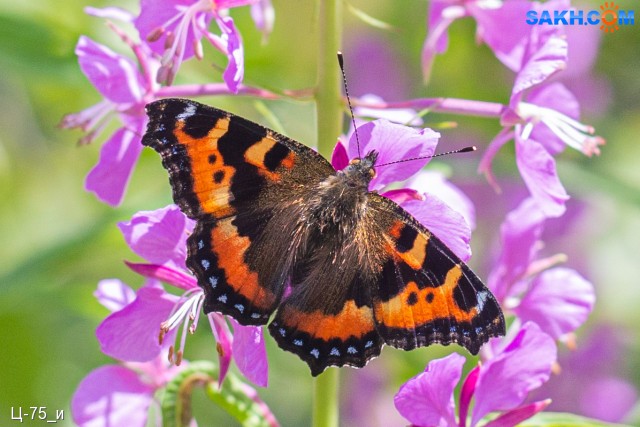 Vanessa Atalanta