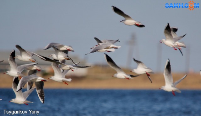 Larus ridibundus