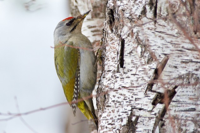 _DSC0410
Фотограф: VictorV
Grey-headed Woodpecker
Просмотров: 607
Комментариев: 0