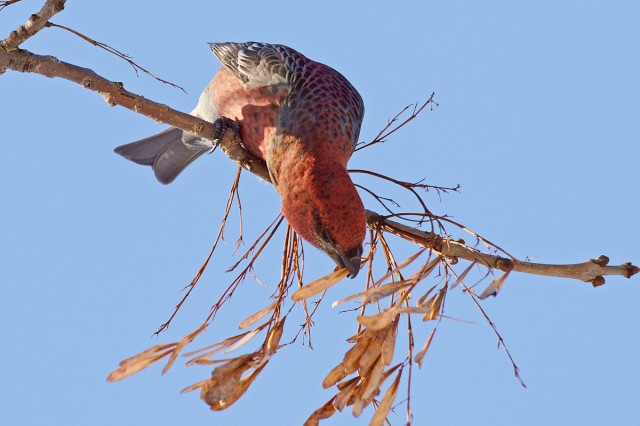 Pine Grosbeak
Щур
Просмотров: 310
Комментариев: 0