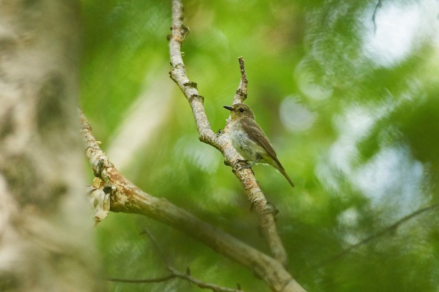 Японская мухоловка, самка
Фотограф: VictorV
Narcissus Flycatcher, female
Просмотров: 367
Комментариев: 0