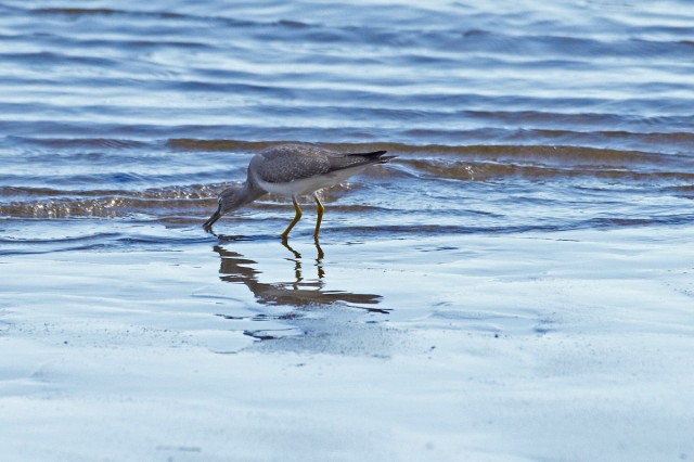 Grey-tailed Tattler
Фотограф: VictorV
Сибирский пепельный улит
Просмотров: 699
Комментариев: 0