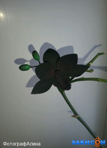 заколка орхидея
сделано из фоамирана

Просмотров: 2022
Комментариев: 0