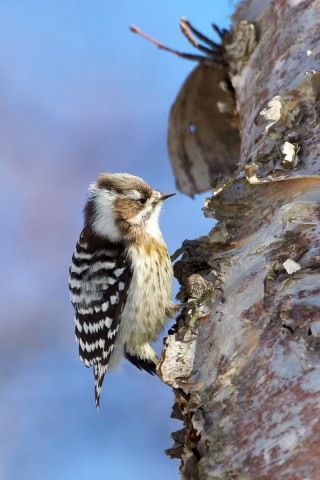 Малый острокрылый дятел
Фотограф: VictorV
Japanese Pygmy Woodpecker
Просмотров: 1281
Комментариев: 3