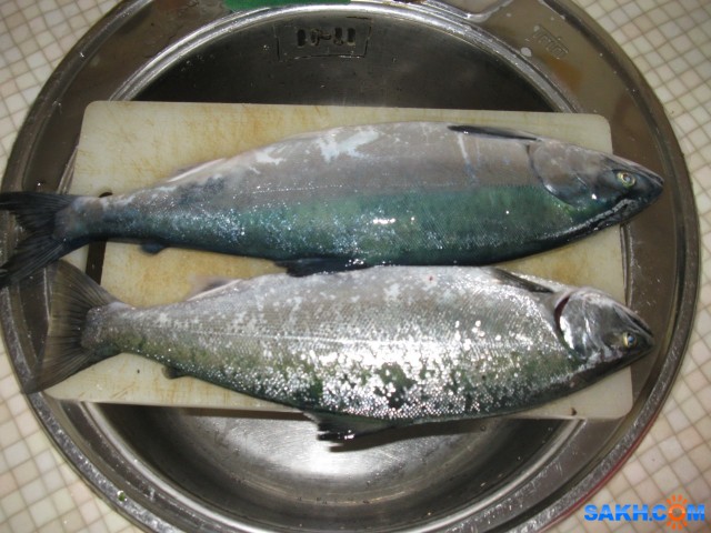 Сима рыба. Камчатская рыба микижа. Воблеры для троллинга симы. Симу усмф. Сима фото.