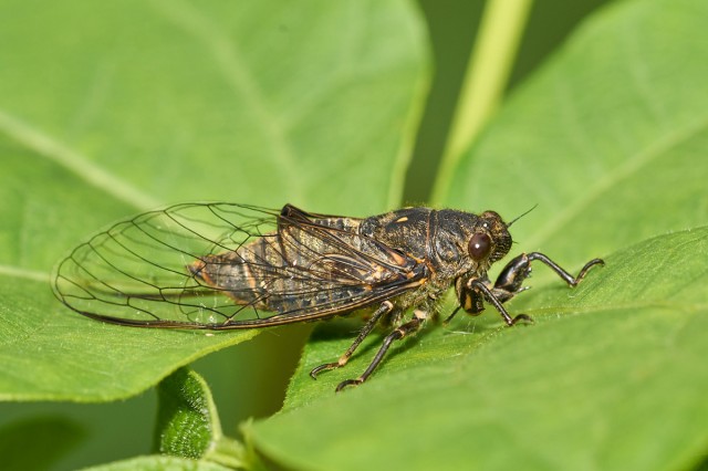 Цикадетта йезская
Фотограф: VictorV
Cicadetta yezoensis
Просмотров: 685
Комментариев: 0