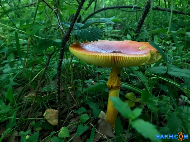 кесарев гриб дальневосточный
Фотограф: Tsygankov Yuriy

Просмотров: 345
Комментариев: 0
