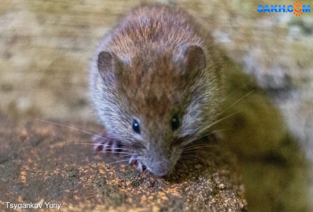 Myodes rufocanus