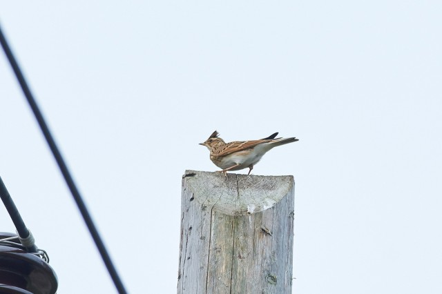 Полевой жаворонок
Фотограф: VictorV
Eurasian Skylark
Просмотров: 554
Комментариев: 0