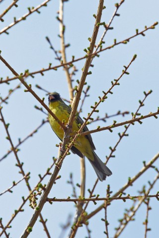 Black-faced Bunting
Фотограф: VictorV
Седоголовая овсянка
Просмотров: 951
Комментариев: 0
