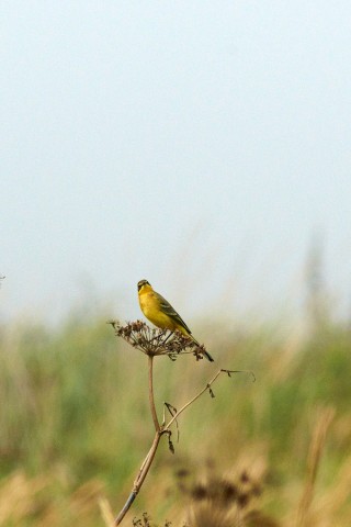 Зеленоголовая трясогузка
Фотограф: VictorV
Green-headed Wagtail
Просмотров: 1270
Комментариев: 0