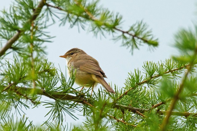 Толстоклювая пеночка
Фотограф: VictorV
Radde's Warbler
Просмотров: 569
Комментариев: 1