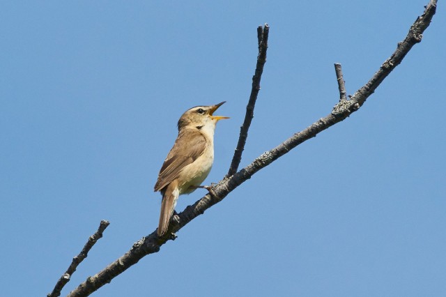 Чернобровая камышевка
Фотограф: VictorV
Black-browed Reed-warbler
Просмотров: 455
Комментариев: 0