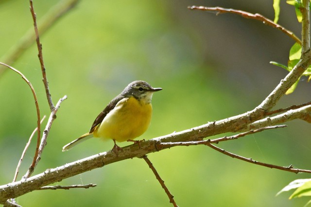 Горная трясогузка, самка
Фотограф: VictorV
Grey Wagtail
Просмотров: 1076
Комментариев: 0