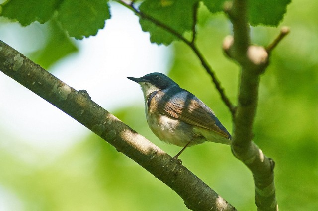 Синий соловей
Фотограф: VictorV
Siberian Blue Robin
Просмотров: 440
Комментариев: 1