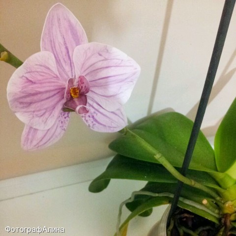 брошь
брошь- орхидея из фоамирана. повтор возможен в другом цвете. около 9 см

Просмотров: 2040
Комментариев: 0
